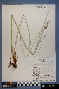 Juncus balticus subsp. ater image